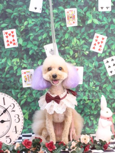 20250427ココちゃん